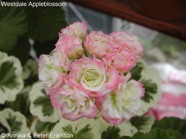 Westdale Appleblossom